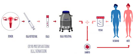 1. IVF with a frozen egg, from clinics cryobank.